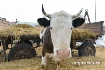 Пристави взялися за живе у амурчан за борги заарештовують корів, курей та коней живе