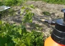 Профілактика захворювань смородини та боротьба зі шкідниками профілактика