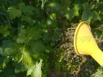 Профілактика захворювань смородини та боротьба зі шкідниками профілактика