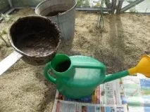 Профілактика захворювань смородини та боротьба зі шкідниками боротьба