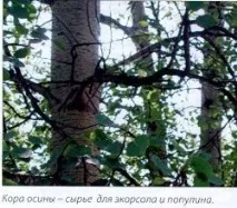 Проблеми опісторхозу та лямбліозу опісторхозу