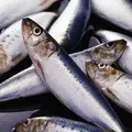 Промислова риба - пошук слів за маскою та визначенням, відповіді на сканворди маскою