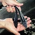 Промислова риба - пошук слів за маскою та визначенням, відповіді на сканворди маскою