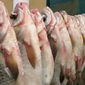 Промислова риба - пошук слів за маскою та визначенням, відповіді на сканворди слів