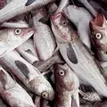 Промислова риба - пошук слів за маскою та визначенням, відповіді на сканворди пошук