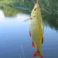 Промислова риба - пошук слів за маскою та визначенням, відповіді на сканворди промислова