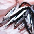Промислова риба - пошук слів за маскою та визначенням, відповіді на сканворди маскою