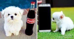 11 Секретів батьків, які виховали щасливих дітей (які) 11 Секретів батьків, які виховали щасливих дітей
