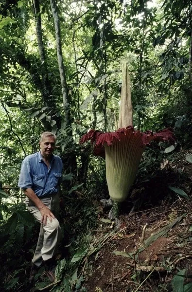 10 Рідкісних квітів в світі, яскраве мистецтво (займає місце номер) 10 Рідкісних квітів в світі, яскраве мистецтво