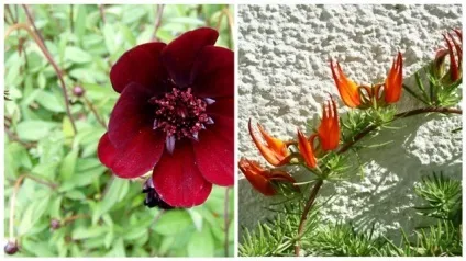 10 Рідкісних квітів в світі, яскраве мистецтво (один рідкісний квітка) 10 Рідкісних квітів в світі, яскраве мистецтво