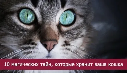 10 магічних таємниць, які зберігає ваша кішка - езотерика і самопізнання (які) 10 магічних таємниць, які зберігає ваша кішка - езотерика і самопізнання