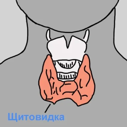 10 Способів впоратися з проблемами щитовидної залози (проблемах щитовидною залозою) 10 Способів впоратися з проблемами щитовидної залози