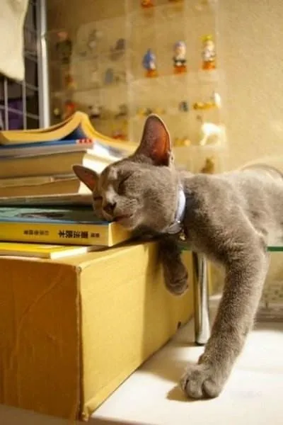 25 Кумедних котячих поз для сну (приколи) 25 Кумедних котячих поз для сну