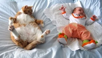 25 Кумедних котячих поз для сну (фото приколи) 25 Кумедних котячих поз для сну