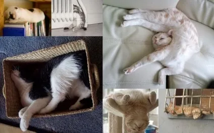 25 Кумедних котячих поз для сну (фото приколи) 25 Кумедних котячих поз для сну