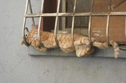 25 Кумедних котячих поз для сну (приколи) 25 Кумедних котячих поз для сну