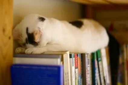 25 Кумедних котячих поз для сну (приколи) 25 Кумедних котячих поз для сну