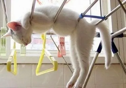 25 Кумедних котячих поз для сну (приколи) 25 Кумедних котячих поз для сну