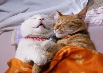 25 Кумедних котячих поз для сну (фото приколи) 25 Кумедних котячих поз для сну