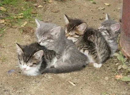 25 Кумедних котячих поз для сну (фото приколи) 25 Кумедних котячих поз для сну