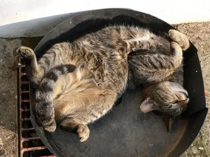 25 Кумедних котячих поз для сну (приколи) 25 Кумедних котячих поз для сну