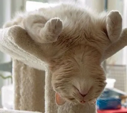 25 Кумедних котячих поз для сну (фото приколи) 25 Кумедних котячих поз для сну