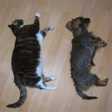 25 Кумедних котячих поз для сну (приколи) 25 Кумедних котячих поз для сну