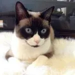 Американський бобтейл опис породи, фото, відео, догляд (догляд) Американський бобтейл опис породи, фото, відео, догляд