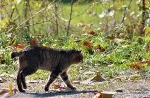 Американський бобтейл - опис породи, фото, ціна, догляд, сайт «мурло»