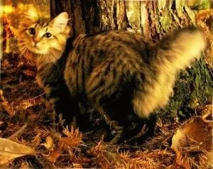 Американський бобтейл - опис породи, фото, ціна, догляд, сайт «мурло»