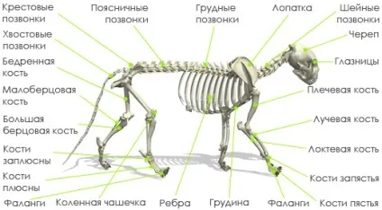Анатомія кішок - внутрішні органи кішок (внутрішні) Анатомія кішок - внутрішні органи кішок