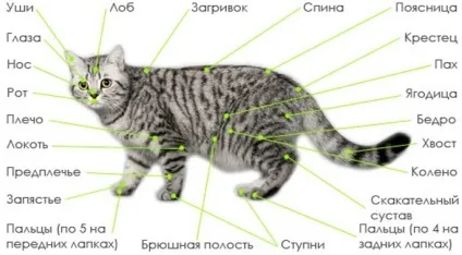 Анатомія кішок - внутрішні органи кішок (органи) Анатомія кішок - внутрішні органи кішок