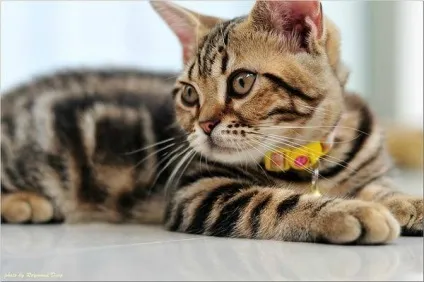 Американська короткошерста кішка - опис породи (американська короткошёрстая кішка) Американська короткошерста кішка - опис породи