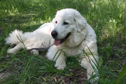 Акорд - centerdog - готель для тварин (виховання собак) Акорд - centerdog - готель для тварин