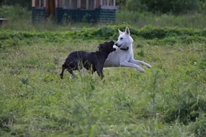 Акорд - centerdog - готель для тварин (дресирування собак) Акорд - centerdog - готель для тварин