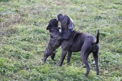 Акорд - centerdog - готель для тварин (дресирування собак) Акорд - centerdog - готель для тварин
