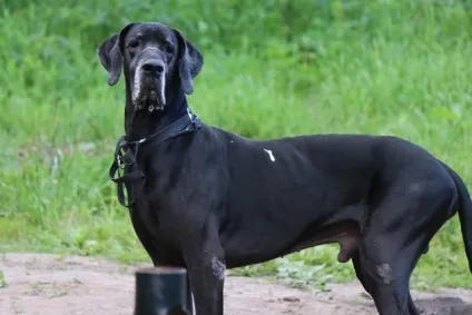 Акорд - centerdog - готель для тварин (готель) Акорд - centerdog - готель для тварин