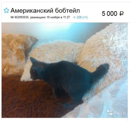 Американський бобтейл опис породи кішок, характер, відгуки, фото (рекомендації по харчуванню) Американський бобтейл опис породи кішок, характер, відгуки, фото