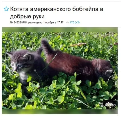 Американський бобтейл опис породи кішок, характер, відгуки, фото (кішок) Американський бобтейл опис породи кішок, характер, відгуки, фото