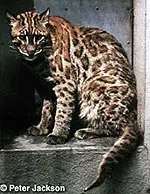 Азіатська золота кішка, Азіатська золотиста кішка (catopuma felis temmincki), ареал батьківщина золотий кішки, (кішка) Азіатська золота кішка, Азіатська золотиста кішка (catopuma felis temmincki), ареал батьківщина золотий кішки,