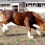 Арабський кінь і кінь огляд чистокровної породи скакунів з фото і відео (жеребець) Арабський кінь і кінь огляд чистокровної породи скакунів з фото і відео