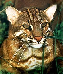 Азіатська золота кішка, Азіатська золотиста кішка (catopuma felis temmincki), ареал батьківщина золотий кішки, (азіатська) Азіатська золота кішка, Азіатська золотиста кішка (catopuma felis temmincki), ареал батьківщина золотий кішки,