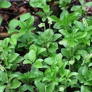 Атрофія яєчок у чоловіків причини, симптоми і лікування (яєчок) Атрофія яєчок у чоловіків причини, симптоми і лікування