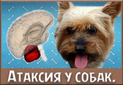 Атаксія у собак, симптоми, причини, лікування (симптоми) Атаксія у собак, симптоми, причини, лікування