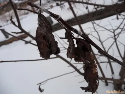 метелики бояришници