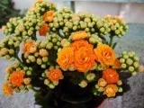 Батат (солодка картопля) - посадка та догляд у відкритому грунті, вирощування батату з насіння; види і (картопля) Батат (солодка картопля) - посадка та догляд у відкритому грунті, вирощування батату з насіння; види і