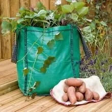 Батат вирощування в середній смузі (смузі) Батат вирощування в середній смузі