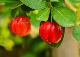 Барбадоська вишня ацерола користь, склад, застосування (склад) Барбадоська вишня ацерола користь, склад, застосування