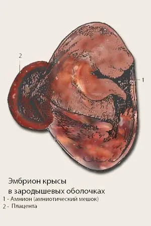 Вагітність у щурів