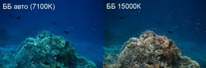 Баланс білого - що це таке і як його виставити правильно фотоучебнік артема кашканова (установки балансу білого) Баланс білого - що це таке і як його виставити правильно фотоучебнік артема кашканова
